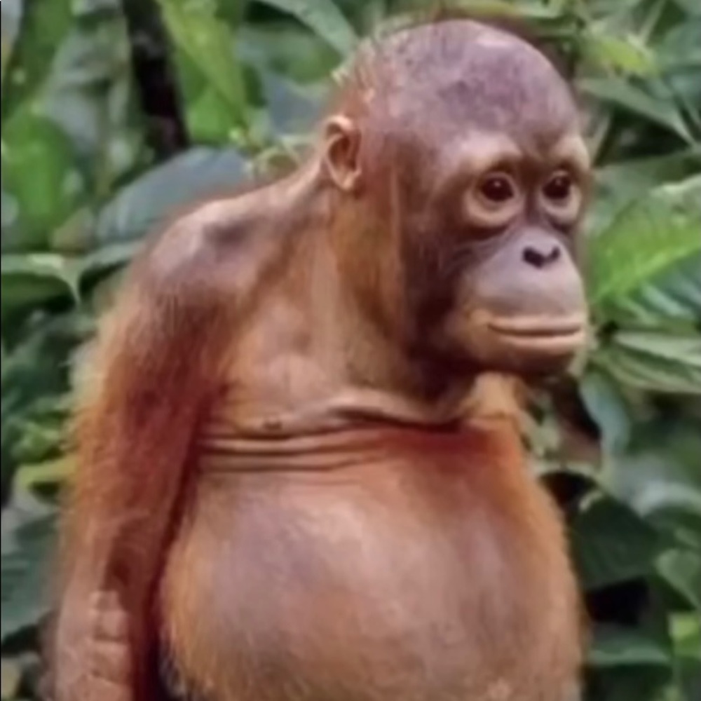 Meet your Posher, Garrett